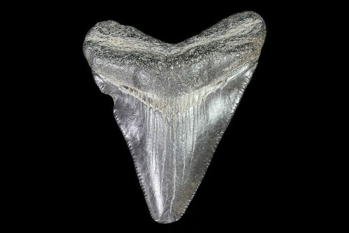 Juvenile Megalodon Tooth - Georgia #75411